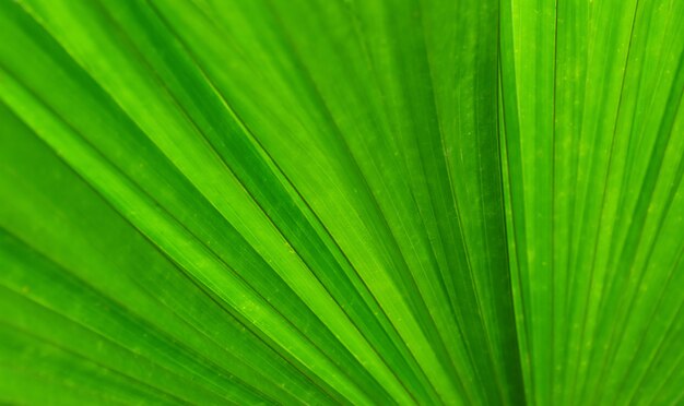 Natural green leaves Looks beautiful and refreshing