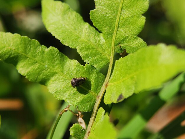 natural green leaves macro insects