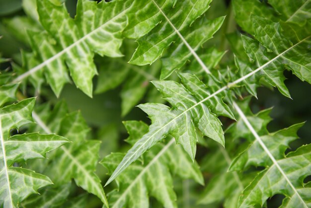 Natural green leaves pattern background