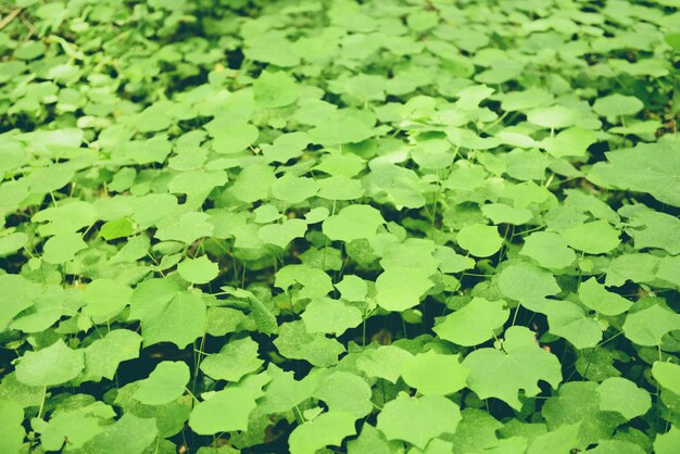 Natural green leaves pattern dark Leaf beautiful in the tropical forest plant jungle for wallpaper