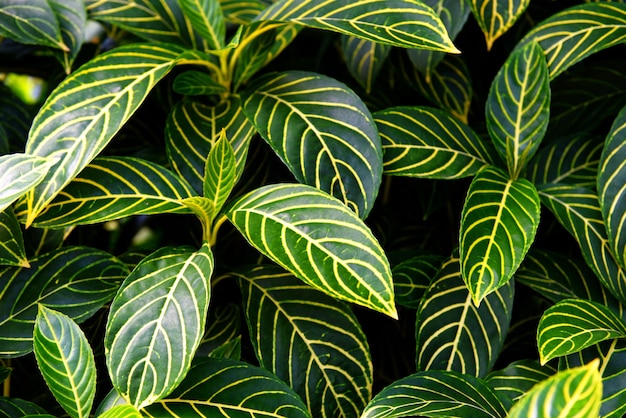 Photo natural green leaves pattern