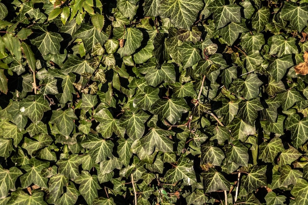Natural green leaves surface texture