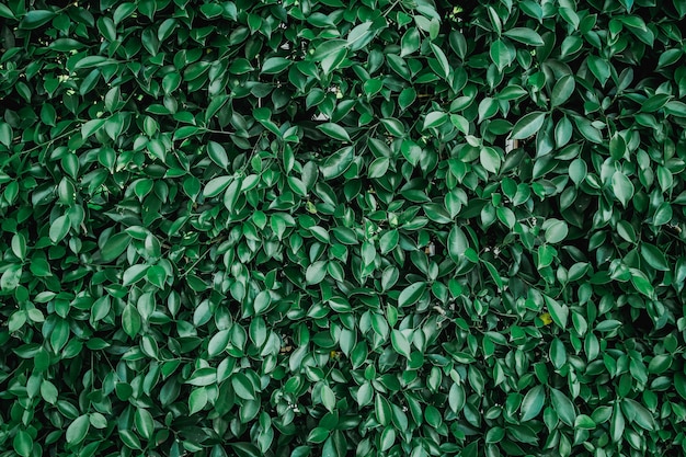 Natural green leaves, top view