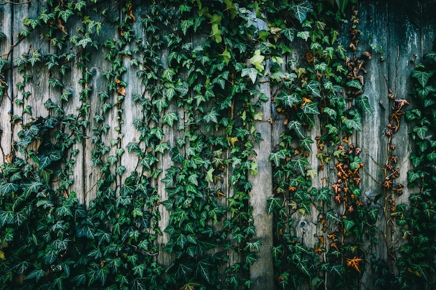 Natural Green Leaves Wall