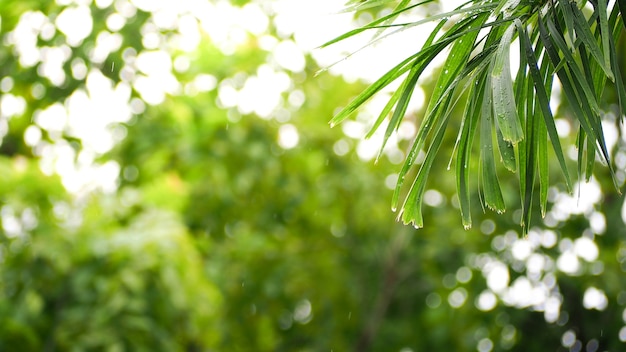 ボケの春や夏の背景、エコロジーコンセプトの自然の緑の葉