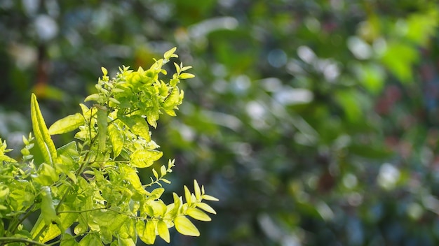 Natural green leaves with blur bokeh spring or summer background, ecology concept