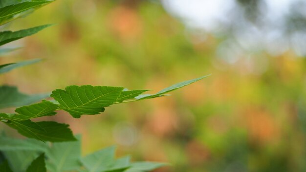 Natural green leaves with blur bokeh spring or summer background, ecology concept