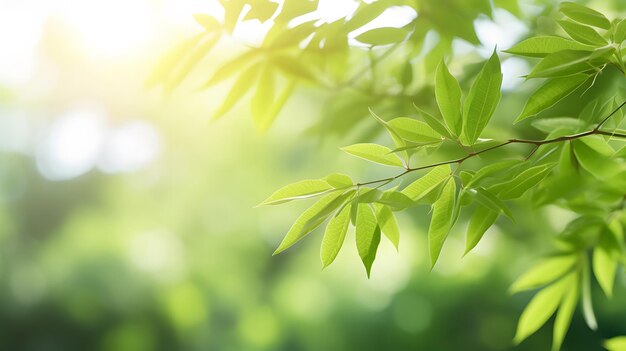사진 자연 녹색 잎과 보케 스프링 라이트 배경
