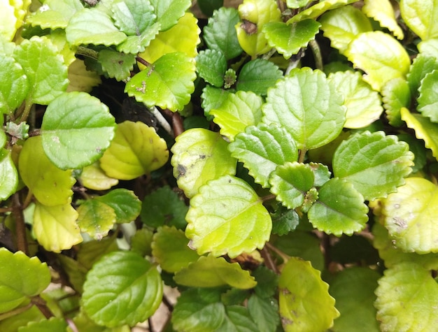 Photo natural green leaves