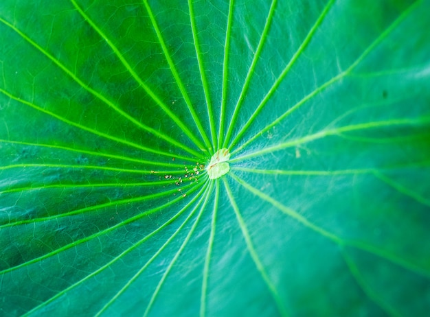 The natural green of lotus leaves