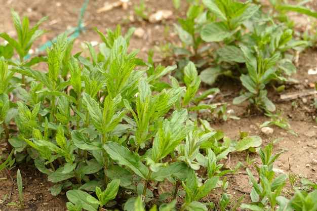 春に庭で育つ自然の緑のミント植物 薬用ミント植物は新鮮で庭に植えられています