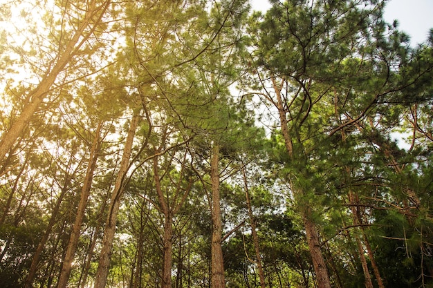 자연적인 녹색 소나무 숲
