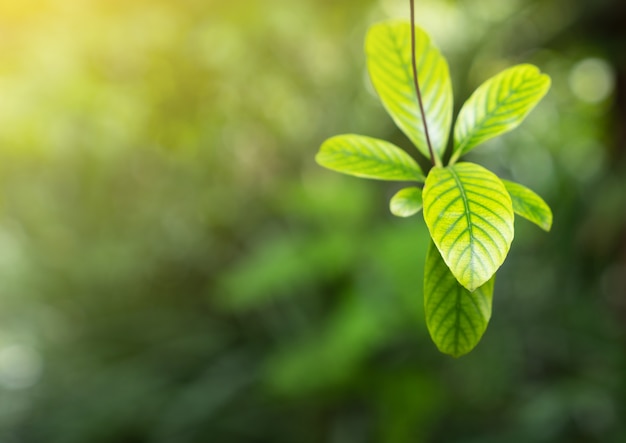 春の背景、春、緑の自然のための朝の光の中で自然の緑の植物