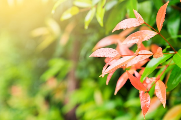 春の背景の葉の上の雨の滴を自然の緑の植物