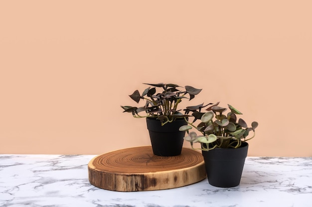 Natural green plants in black flowerpot on marble table with light background Abstract minimal scene with podiums Mockup template for product