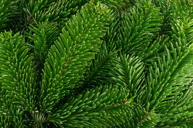 Natural green spruce twig on white background. Lush fir branches or pine twigs sprig texture top view