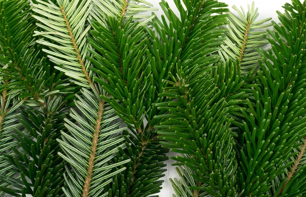 Natural green spruce twigs