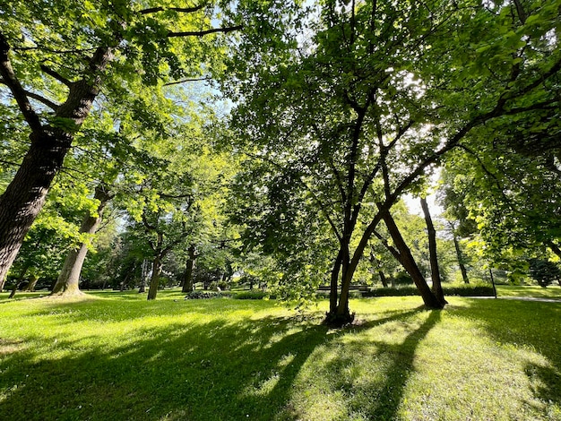 木々に囲まれた自然の緑と日当たりの良い公園