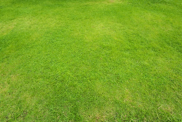 自然の緑の芝生の背景と質感、緑の芝生フィールドの背景