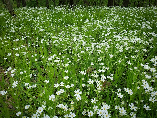 花の自然な緑のテクスチャ背景フィールド