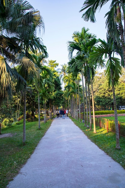 Natural green tree in the park