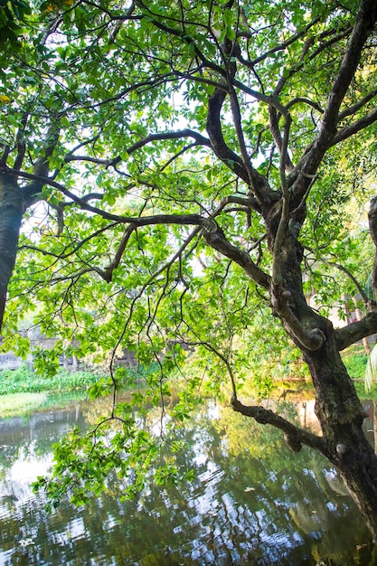 Natural Green Tree in the Park