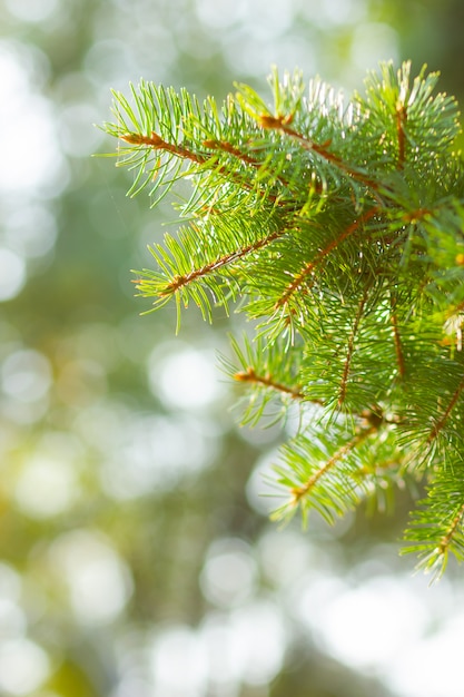 Natural greenery spruce branch.