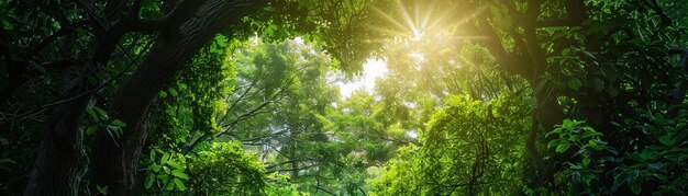 太陽の光が流れる森の茂った緑の天井の中の自然なハートの形の開口