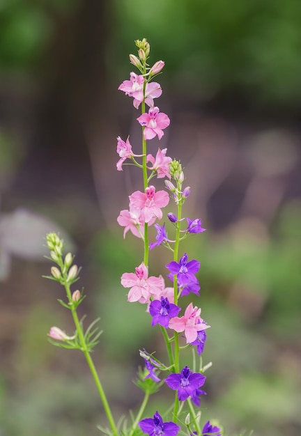 Natural herbal background