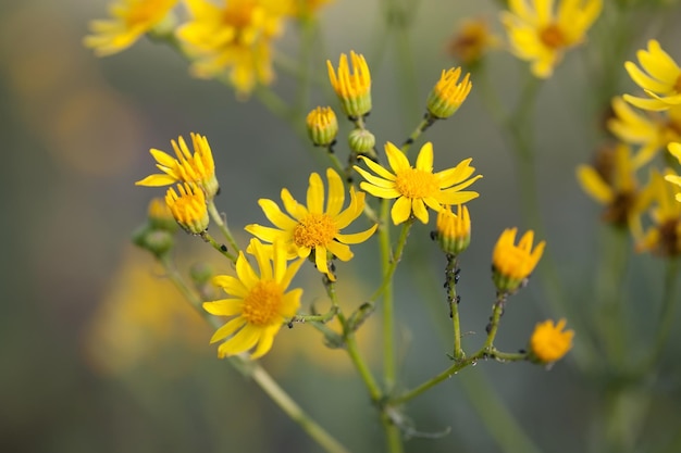 Natural herbal background