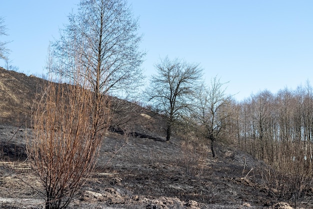 火事の後の自然の丘、植物の木や茂みの焦げた草の黒い枝はナツを無視しています...
