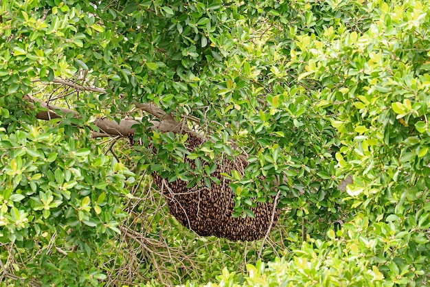 Natural Honey Beehive Hangs from the Tree Branch