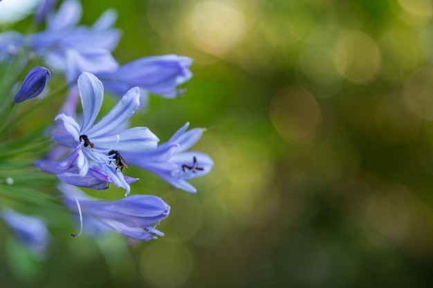 Natural landscape beautiful flower garden blue color flower green leaves in the background