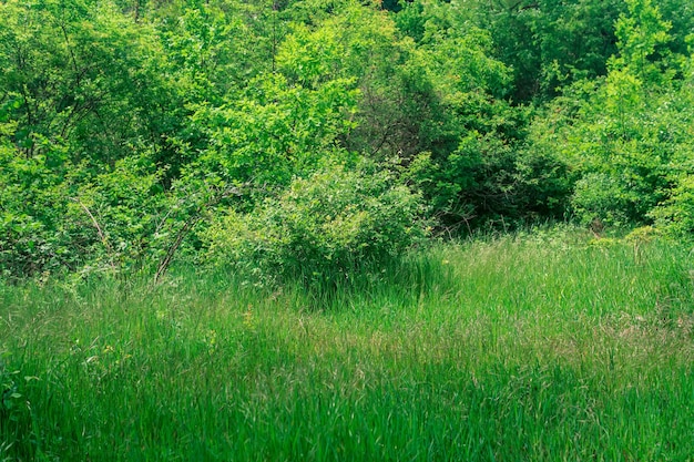 落葉樹林の端にある自然の風景草が茂った牧草地