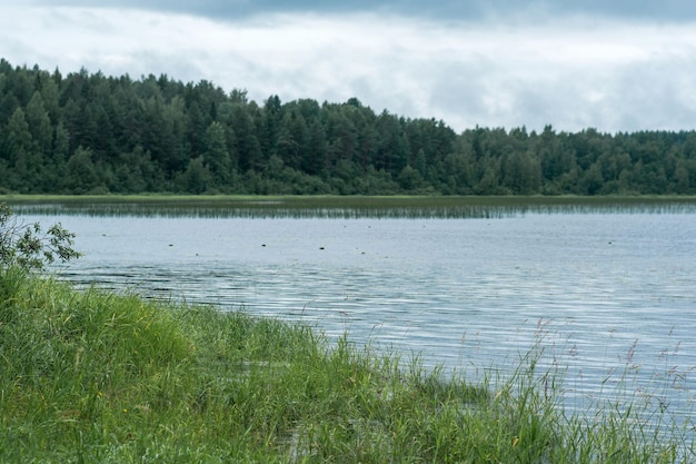 natural landscape grassy shore of lake with reed banks on a cloudy day