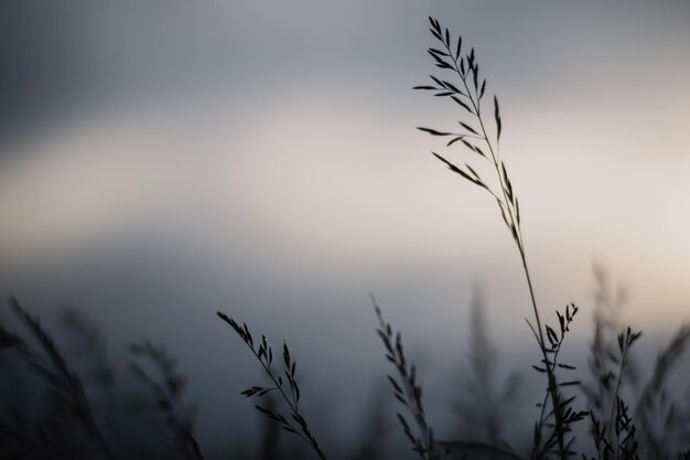 Natural landscape of green grass blades close up in the countryside Beautiful natural countryside landscape with strong blurry background