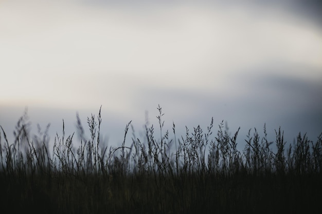 Natural landscape of green grass blades close up in the countryside Beautiful natural countryside landscape with strong blurry background