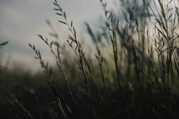 Natural landscape of green grass blades close up in the countryside Beautiful natural countryside landscape with strong blurry background