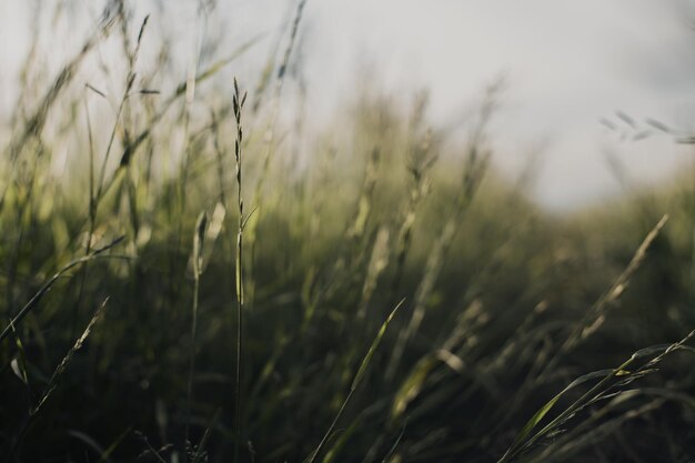 Natural landscape of green grass blades close up in the countryside Beautiful natural countryside landscape with strong blurry background