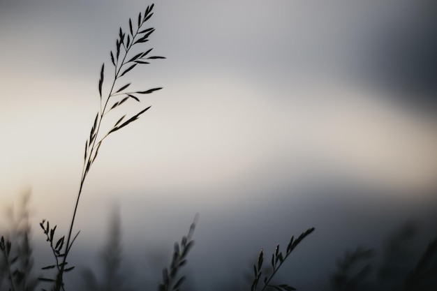 Natural landscape of green grass blades close up in the countryside Beautiful natural countryside landscape with strong blurry background