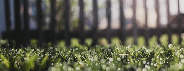 緑の草の葉の自然の風景が田園地帯にクローズアップ強いぼやけた背景とコピースペースのある牧歌的な風景