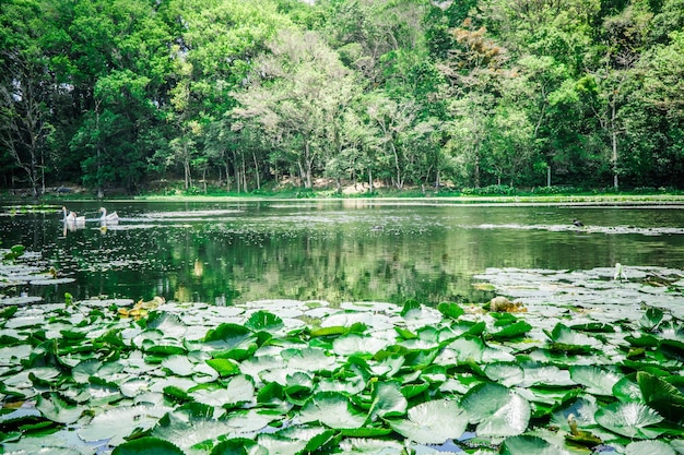 Natural landscape of lake dramatic effect