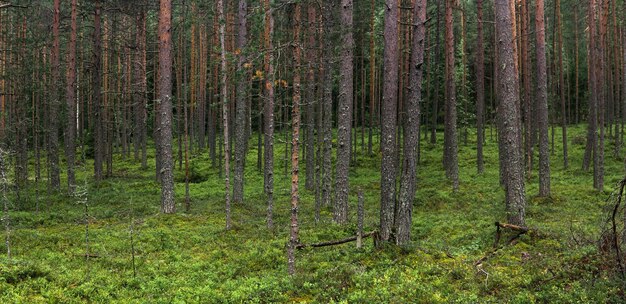 natural landscape pine boreal forest with moss undergrowth coniferous taiga