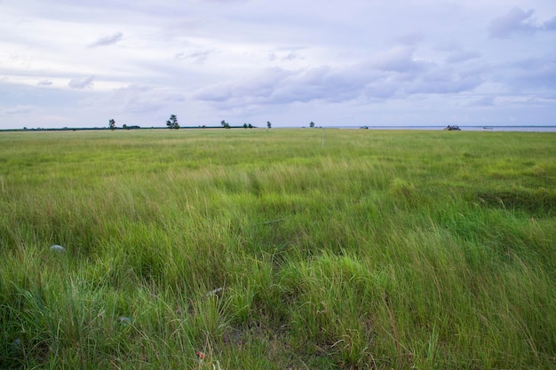 Natural Landscape view of green grass field with blue sky