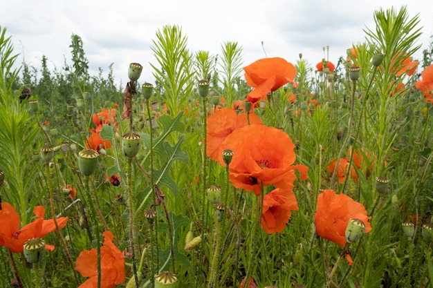 Photo natural landscape with blooming field of poppies on a cloudy day poppies flowers