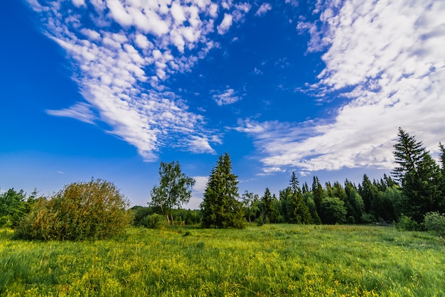 Natural landscape with a forest of birches and fir trees and a green meadow on a summer day