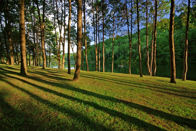 Natural landscape with a forest