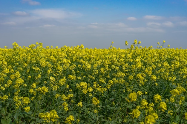 Natural landscape with a rapeseed field