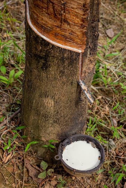 Natural latex dripping from rubber tree