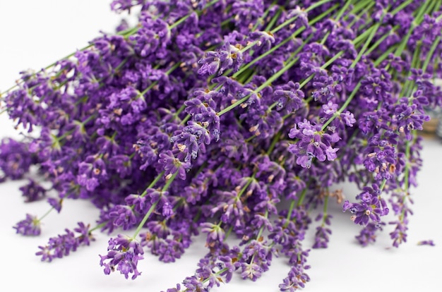 Natural lavender flowers on white background